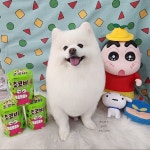 미미펫살롱