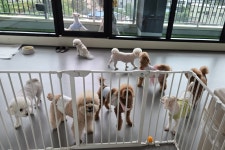 옐레드 애견유치원&애견호텔 대전노은점