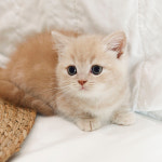 과천고양이 도레미캣