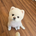 도그힙
