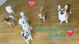 어썸 강아지 호텔 & 유치원