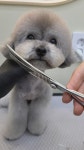그린펫그루밍