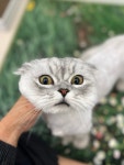 다온냥