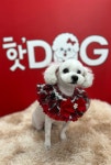 핫DOG