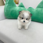 퍼피댕 안심분양소 강아지분양 애견입양 천안아산점