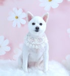 소중하개 펫살롱