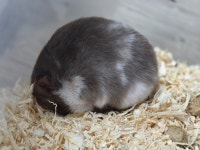 털뭉치즈