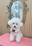 아지컷