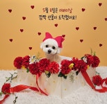 뽀도독애견미용