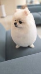 쁘띠멍