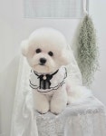 아지컷