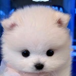 강남강아지 애견분양 헬스독 송파점서울 말티푸푸들비숑포메