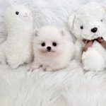 강남강아지 애견분양 헬스독 송파점서울 말티푸푸들비숑포메