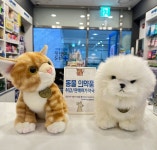 3층파란문약국