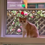 놀면묘하냥 은평점