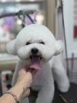 무거동강아지미용실