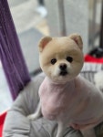 무거동강아지미용실