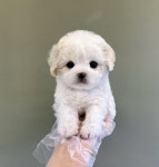 강남강아지 애견분양 헬스독 송파점서울 말티푸푸들비숑포메