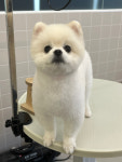 미용오개 애견미용실 모현직영점