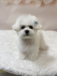 까까독아산애견미용아산애견호텔