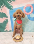 럽독 LUVDOG