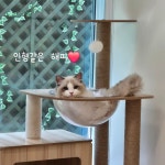 놀면묘하냥 은평점