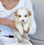 강남강아지 애견분양 헬스독 송파점서울 말티푸푸들비숑포메
