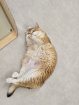 놀면묘하냥 은평점