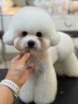 데려오개