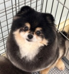 데려오개