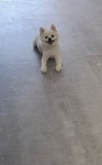 댕긋댕긋