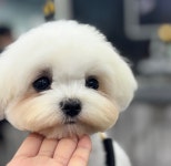 데려오개
