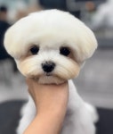 데려오개