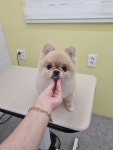 히히그루밍