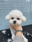 꾸미댕