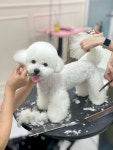 웰니스펫뷰티 오그루밍