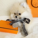 독캣 강아지분양 서울 신림점