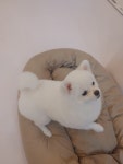 유별난 가위