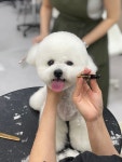 웰니스펫뷰티 오그루밍