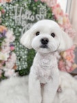 웰니스펫뷰티 오그루밍