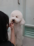 웰니스펫뷰티 오그루밍