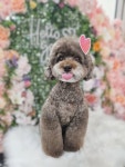 웰니스펫뷰티 오그루밍