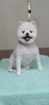 강아지미용실