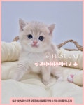 창원고양이분양 퍼스트캣 창원점