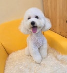 냥이댕이