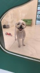 버블독 강아지미용실