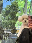 댕스베리