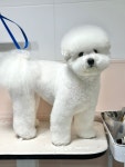 헬로우버디 판교밸리점