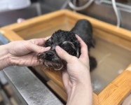 춘천애견미용학원