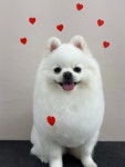 폴인퍼피